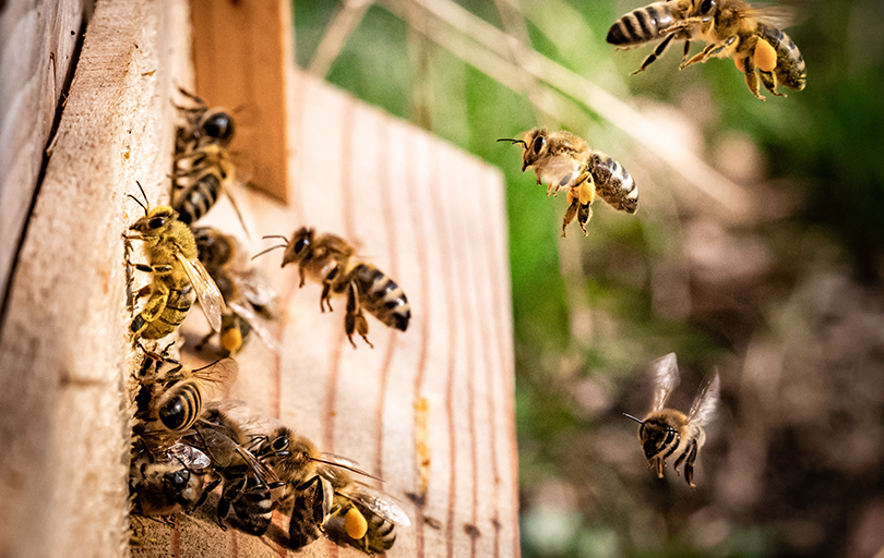 Für die Bienen und für eine nachhaltige biologische Vielefalt